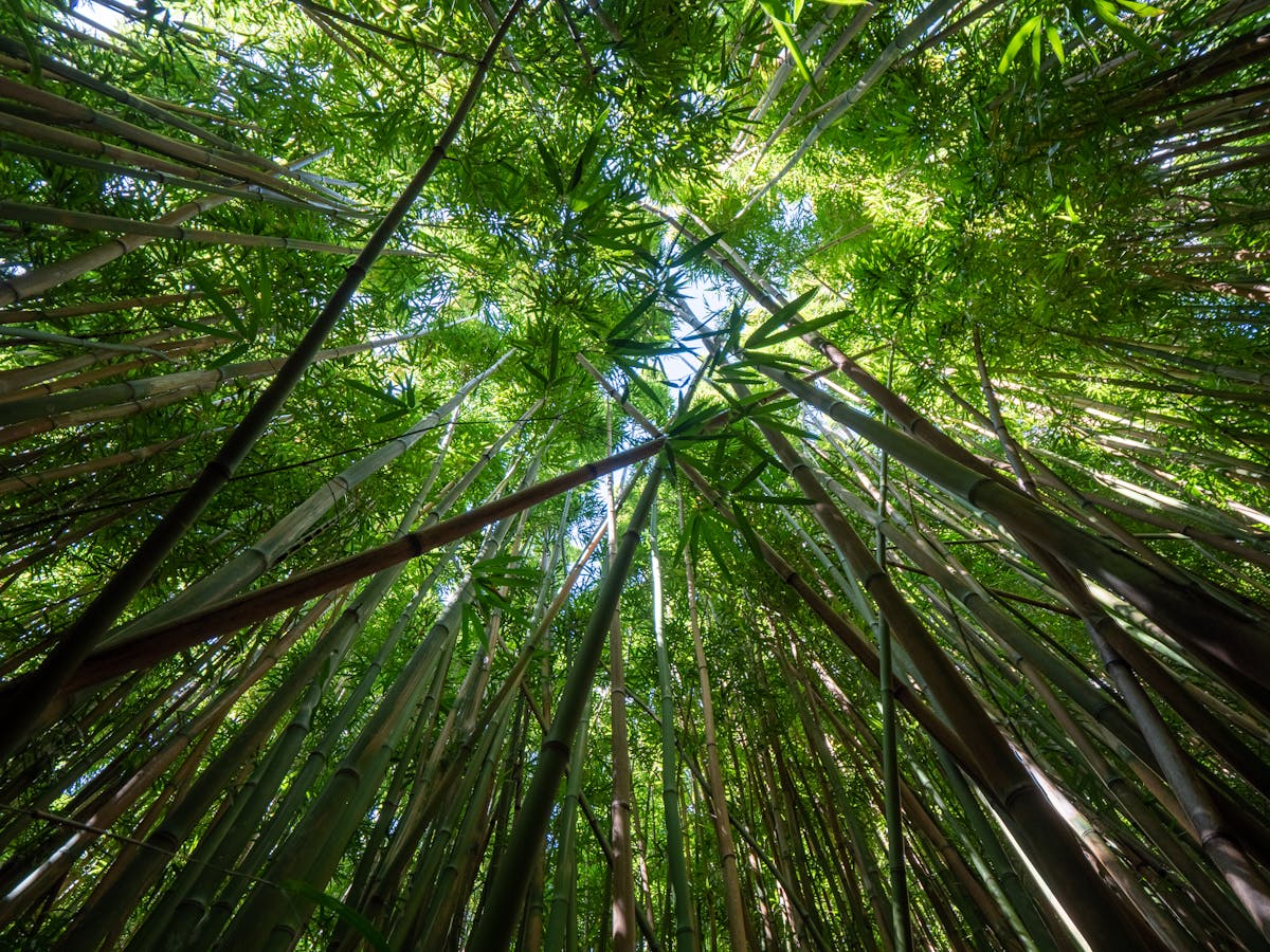 Bamboo forest — natural serenity