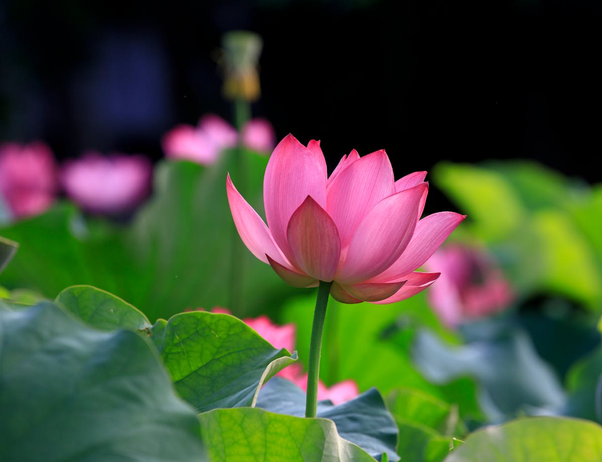 A pink lotus flower blooming among lush green leaves — purity, spiritual awakening, and renewal