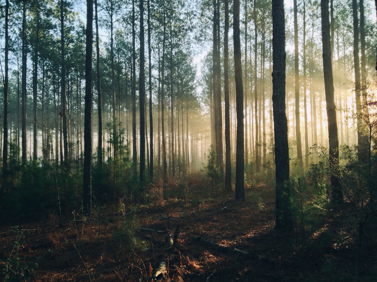 Sunlight filtering through a misty forest — a peaceful passage